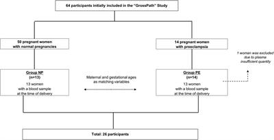 Vital NETosis vs. suicidal NETosis during normal pregnancy and preeclampsia